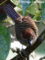 Fasciated-Antshrike - Cymbilaimus lineatus