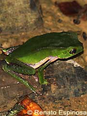 Frog