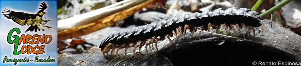 Millipede