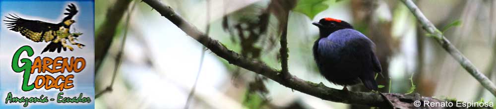 Blue-back Manakin