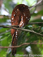 Rufous Potoo