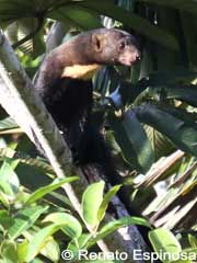Tayra Eira Barbara