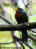 Yellow-billed Jacamar
